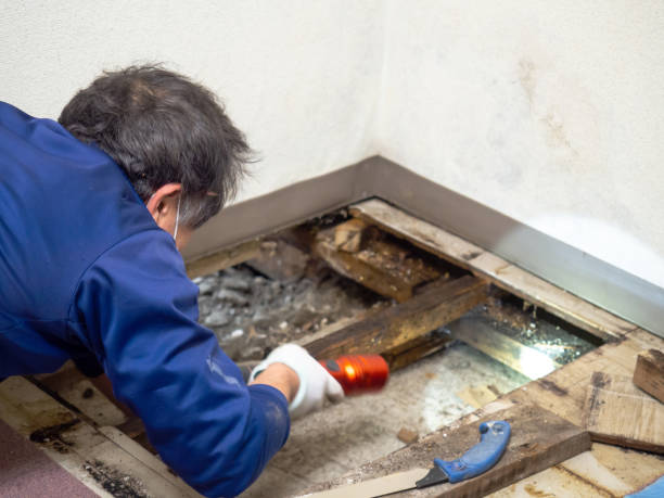 Best Mold Damage Repair  in Freedom, CA
