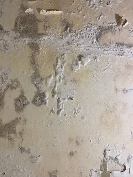 Best Certified Mold Removal  in Freedom, CA