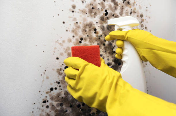 Best Black Mold Removal  in Freedom, CA