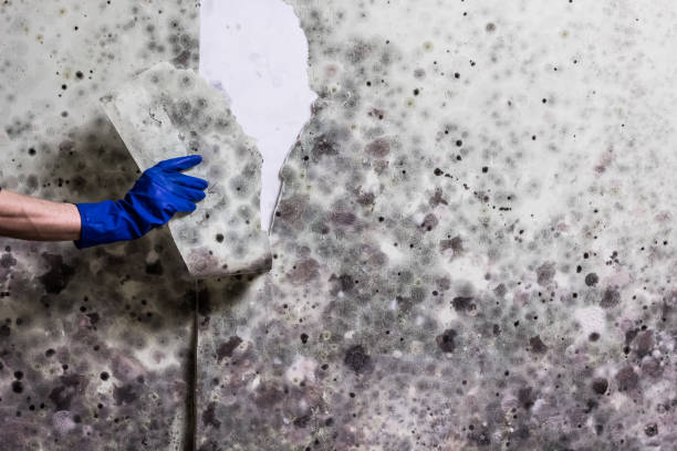 Best Commercial Mold Removal  in Freedom, CA