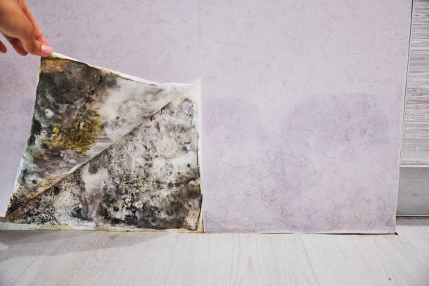 Freedom, CA Mold Removal Company